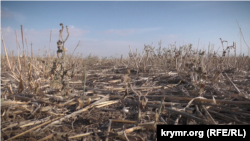 Использование системы No-Till – когда вспашку не проводят, а землю специально покрывают слоем измельченных растений. Крым, село Земляничное