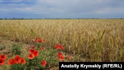 Село Правда, Крым, июнь 2018 года (иллюстративное фото)